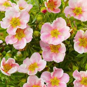   Cserjés pimpó 'Pink Queen' fajta - Potentilla fruticosa 'Pink Queen'