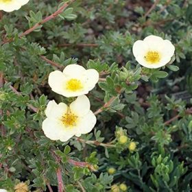   Cserjés pimpó 'Primrose Beauty' fajta - Potentilla fruticosa 'Primrose Beauty'