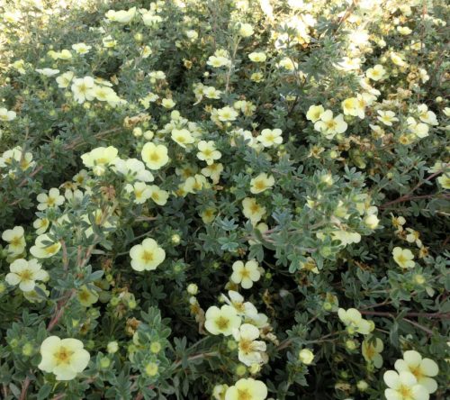 Cserjés pimpó 'Primrose Beauty' fajta - Potentilla fruticosa 'Primrose Beauty'
