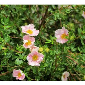   Cserjés pimpó 'Princess' fajta - Potentilla fruticosa 'Princess'