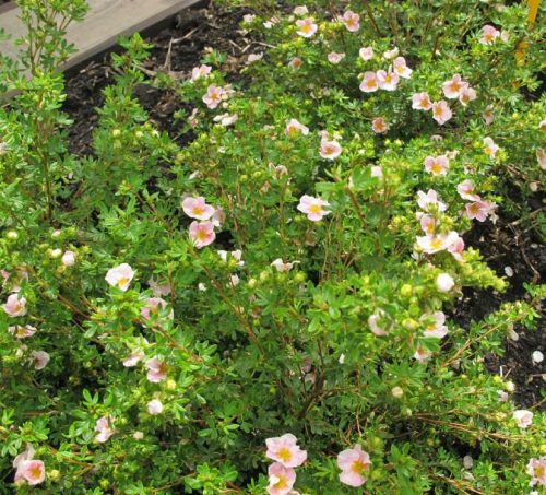Cserjés pimpó 'Princess' fajta - Potentilla fruticosa 'Princess'