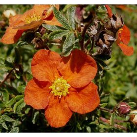   Cserjés pimpó 'Red Ace' fajta - Potentilla fruticosa 'Red Ace'