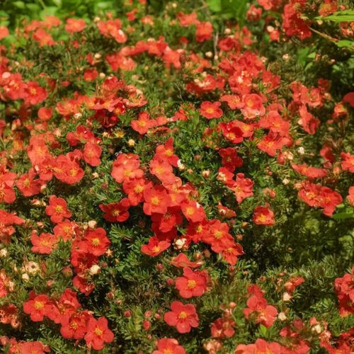 Cserjés pimpó 'Red Ace' fajta - Potentilla fruticosa 'Red Ace'