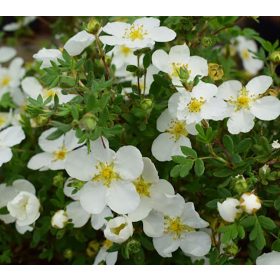   Cserjés pimpó 'Snowflake' fajta - Potentilla fruticosa 'Snowflake'