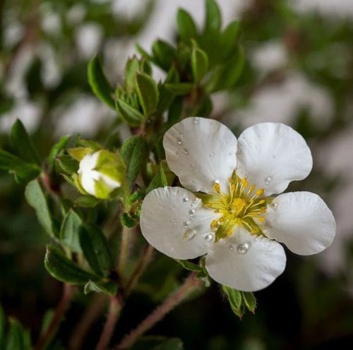 Cserjés pimpó 'Snowflake' fajta - Potentilla fruticosa 'Snowflake'