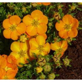   Cserjés pimpó 'Solar'Issima' fajta - Potentilla fruticosa 'Solar'Issima'