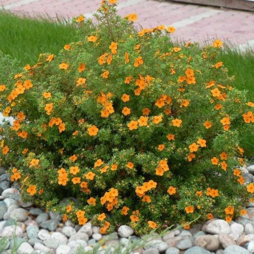 Cserjés pimpó 'Solar'Issima' fajta - Potentilla fruticosa 'Solar'Issima'
