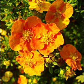   Cserjés pimpó 'Tangerine' fajta - Potentilla fruticosa 'Tangerine'