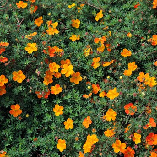 Cserjés pimpó 'Tangerine' fajta - Potentilla fruticosa 'Tangerine'