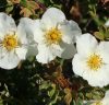 Cserjés pimpó 'Tilford Cream' fajta - Potentilla fruticosa 'Tilford Cream'