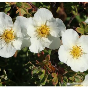   Cserjés pimpó 'Tilford Cream' fajta - Potentilla fruticosa 'Tilford Cream'