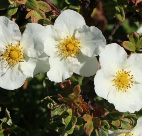 Cserjés pimpó 'Tilford Cream' fajta - Potentilla fruticosa 'Tilford Cream'
