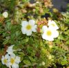 Cserjés pimpó 'Tilford Cream' fajta - Potentilla fruticosa 'Tilford Cream'