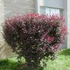 Törpe vérszilva - Prunus cistena