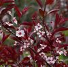 Törpe vérszilva - Prunus cistena