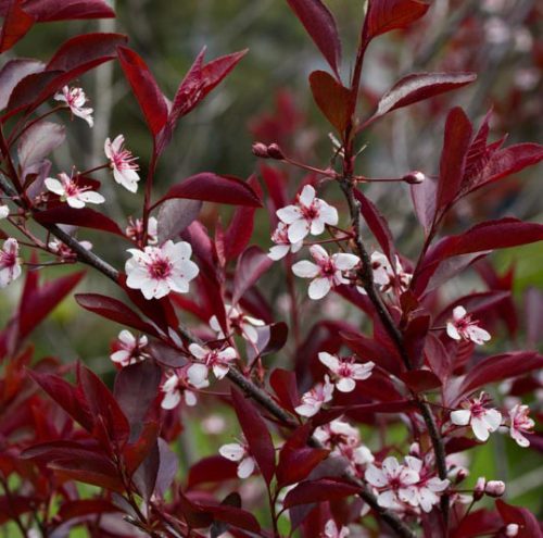 Törpe vérszilva - Prunus cistena