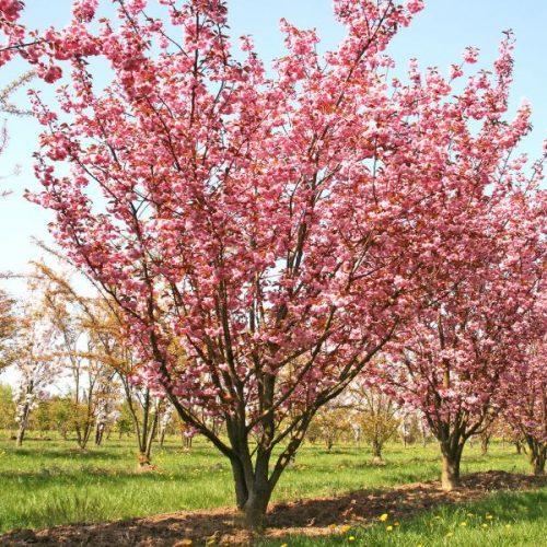 Japán díszcseresznye 'Kanzan' fajta - Prunus serrulata 'Kanzan'