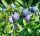 Kökény - Prunus spinosa 