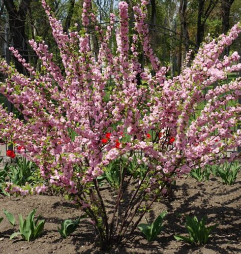 Törzses babarózsa - Prunus triloba 'Multiplex'