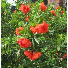   Gránátlama 'Maxima Rubra' fajta - Punica granatum  'Maxima Rubra'