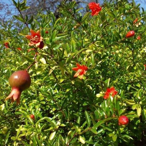 Gránátalma 'Wonderful' fajta - Punica granatum 'Wonderful'