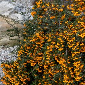 Tűztövis - Pyracantha coccinea 'Golden Charmer'