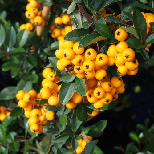 Tűztövis - Pyracantha coccinea 'Golden Charmer'