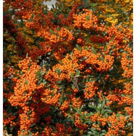 Tűztövis - Pyracantha coccinea 'Orange Star'