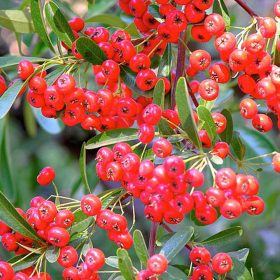 Tűztövis - Pyracantha coccinea 'Red Column'
