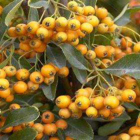 Tűztövis - Pyracantha coccinea 'Sunny Star'