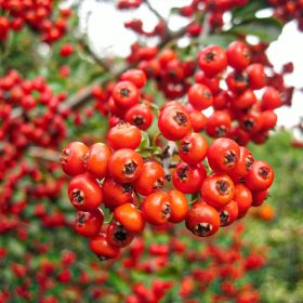 Tűztövis - Pyracantha 'Mohave'