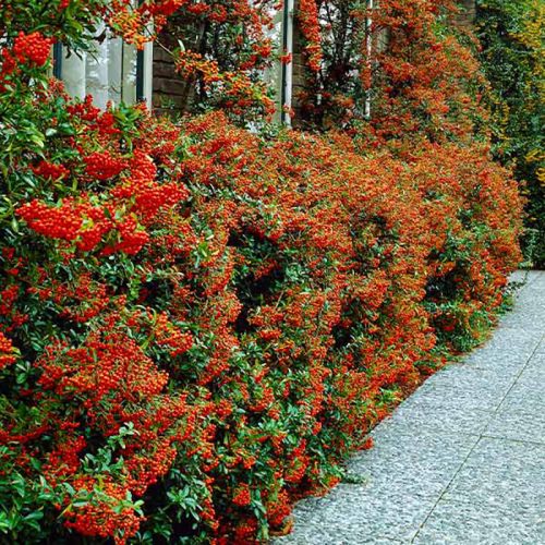 Tűztövis - Pyracantha 'Mohave'