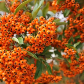 Tűztövis - Pyracantha 'Orange Charmer'