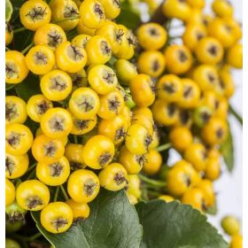 Tűztövis - Pyracantha 