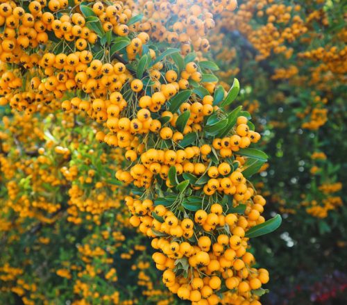 Tűztövis - Pyracantha 