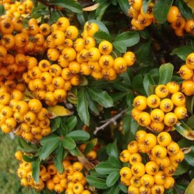 Tűztövis - Pyracantha 'Teton'