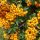 Tűztövis - Pyracantha 'Teton'