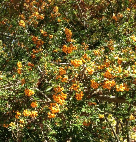 Tűztövis - Pyracantha 'Teton'