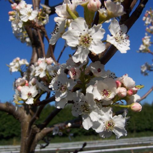 Kínai díszkörte - Pyrus calleryana 'Chanticleer' 