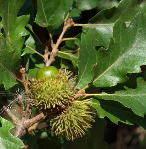 Csertölgy - Quercus cerris