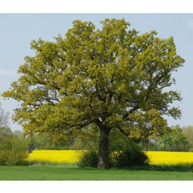 Kocsányos tölgy - Quercus robur