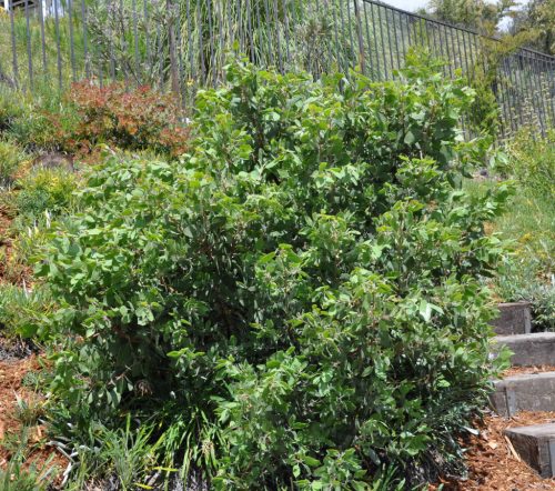 Varjútövis - Rhamnus alaternus
