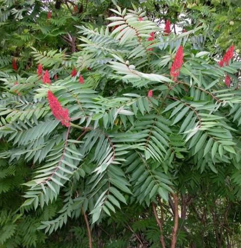 Ecetfa - Rhus typhina