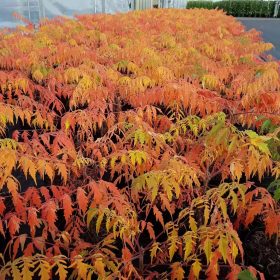 Ecetfa - Rhus typhina 'Tiger Eyes'