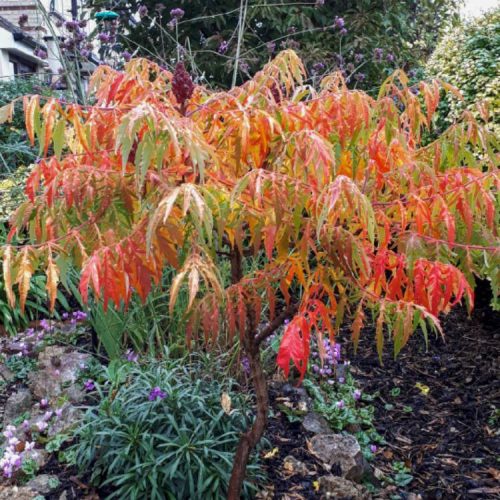 Ecetfa - Rhus typhina 'Tiger Eyes'