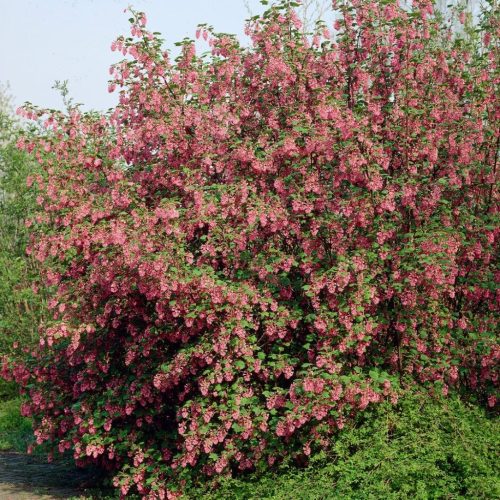 Vérvörös ribiszke 'King Edward VII' fajta - Ribes sanguineum 'King Edward VII'
