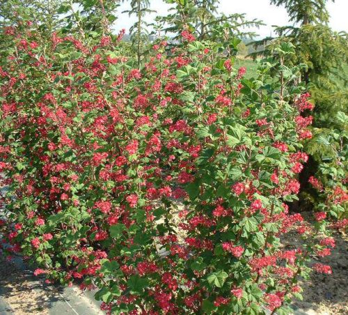 Vérvörös ribiszke 'Pullborough Scarlet' fajta - Ribes sanguineum 'Pulborough Scarlet'