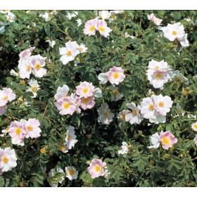 Gyepűrózsa - Rosa canina