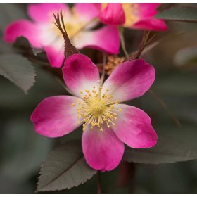Rosa glauca - Vöröslevelű rózsa