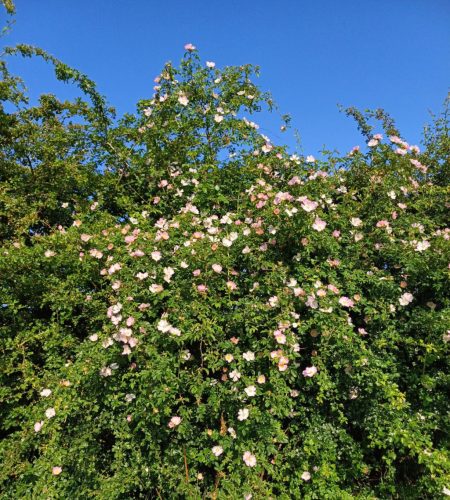 Rosa laxa - Dzsungáriai rózsa